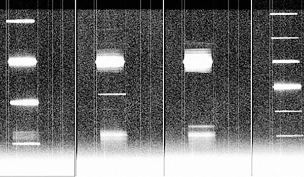
        First-light images from the far-ultraviolet prototype spectrometer. Incoming light of various wavelengths has been diffracted into spectral lines.
    