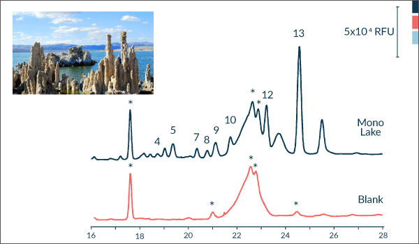 
        Separation data (time vs fluorescence signal) of the CE-LIF analysis for the Mono Lake sample compared to the blank. Amino acid concentrations were 50-200 nM. Peaks: (4) L-His, (5) L-Leu, (7) GABA, (8) L-Val, (9) D-Ala, (10) L-Ser, (12) L-Ala, (13) Gly; *Dye side products.
    