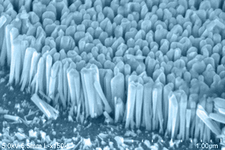 
       Scanning electron microscope (SEM) image of the nanowire array; each nanowire is about 40-60nm diameter.
    